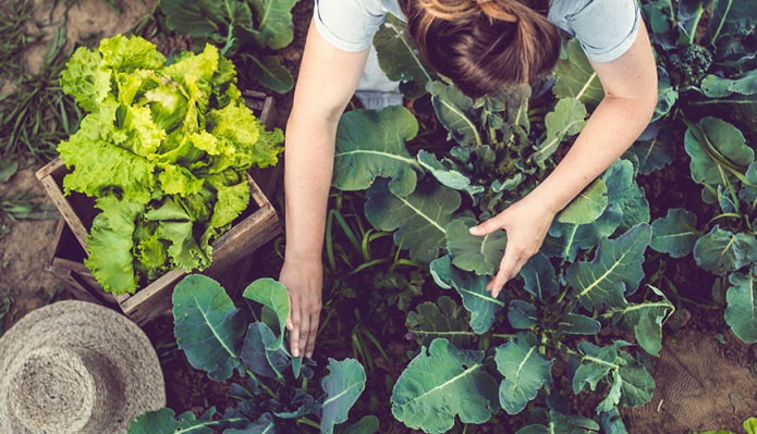 7 мифов об органическом земледелии, о которых должен знать каждый садовод