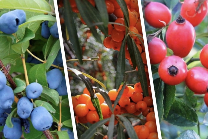 7 плодовых кустов, которые не только украсят участок, но и порадуют осенью