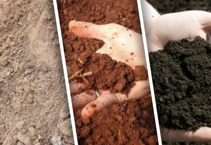 7 самых популярных типов почв и их характеристики, которые должен знать каждый садовод