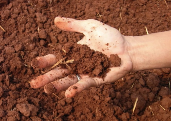 глинистая почва