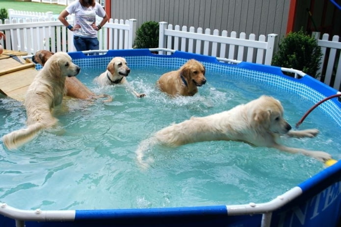 Держите животных подальше от бассейна