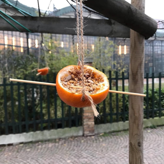 Апельсин с птичьим кормом