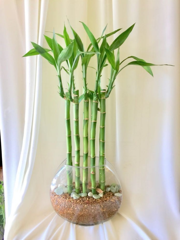 бамбук в вазе