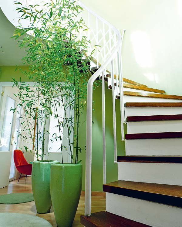 бамбук в горшках возле лестницы