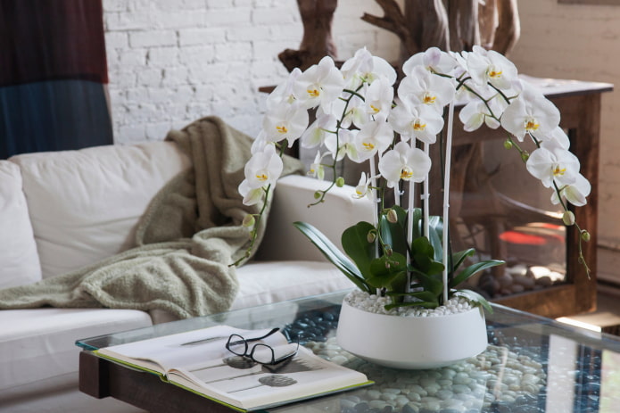 пластиковая орхидея на столе