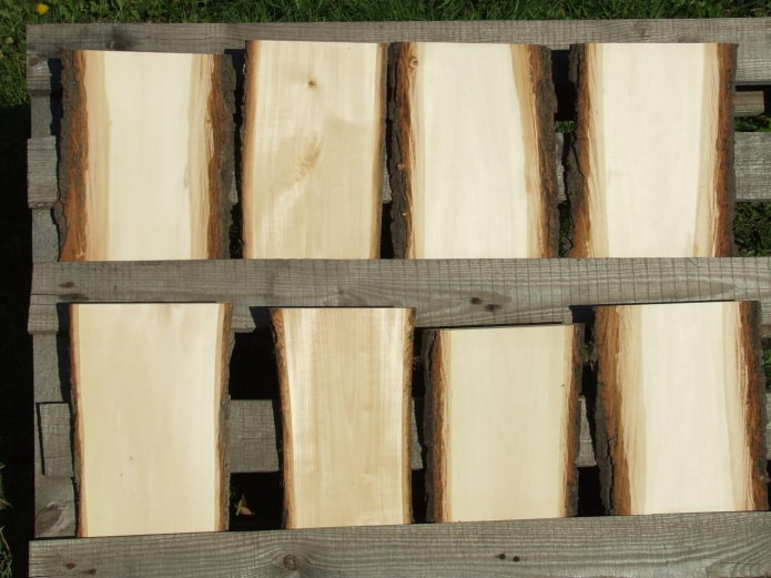 Структура древесины липы