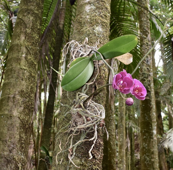 орхидея в природе