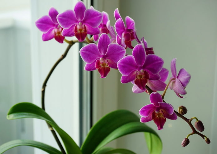 куст орхидеи