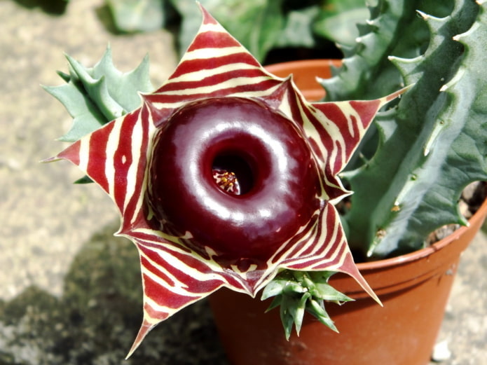 Полосатый оригинальный цветок Guernia