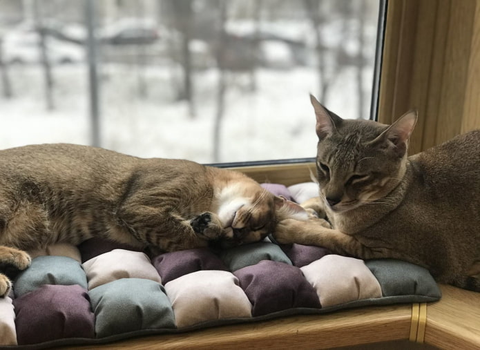 кошачья подушка на подоконнике